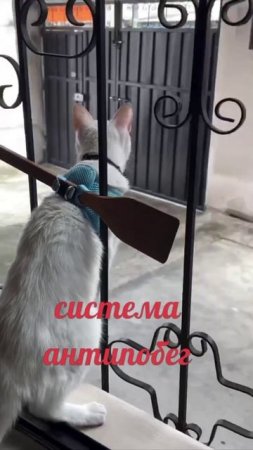 #юмор #прикол #приколы #угар #ржака #ржач #смех #смешно #кот #котики #животные #милота #весело #яппи