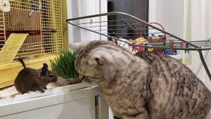 Кот - веган 2