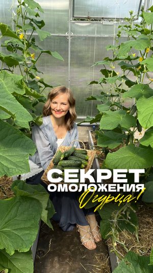 🥒 Как продлить плодоношение огурцов до самых заморозков?