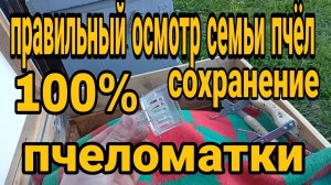 правильный осмотр семьи пчёл