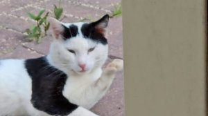 🐈 вахтовик Бычковский пришёл с бицепсами