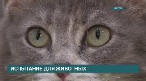 Как уберечь домашних животных в жару?