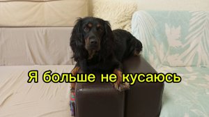 Как отучить щенка кусаться