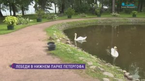 Трёхразовое питание с расчётом БЖУ. Почему не стоит чем попало кормить лебедей в парках Петергофа