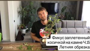 Фикус заплетенный косичкой на камне Ч.15 Летняя обрезка