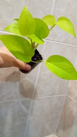 УкореНяшки 🍀