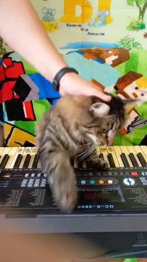 Кот Васька играет на синтезаторе и поёт