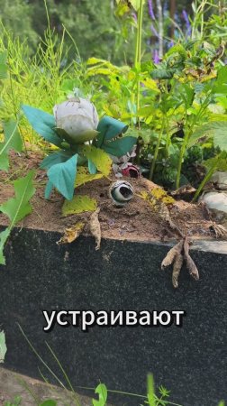 Муравейник НА МОГИЛЕ