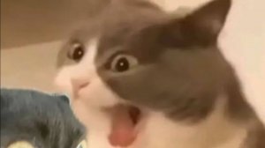 Забавные хвостатые — нарезка смешных котов! 🐾