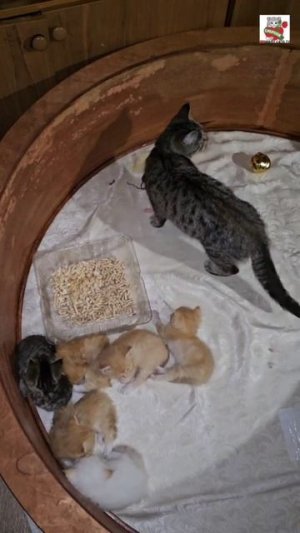 Пуся перед сном принесла малышам гостинец 🌜❤️😻🐀🐈🐈🐈🐈🐈🐈🐈⬛