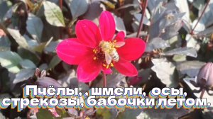 Пчёлы, шмели, осы, стрекозы, бабочки летом.