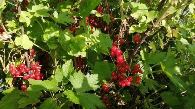 Немного из Истории красной смородины! Будет интересно!