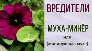Вредители растений. Минирующие мухи (минёры). Как вредят.