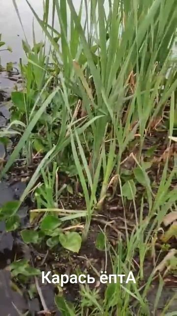 Карась Епта смотреть онлайн