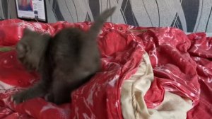 Шилопопый мистер Берлиоз🤣