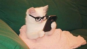 😺🐱Пушистый хаос: смешная нарезка с котами😺🐱