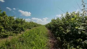 Программа "Хлеба и зрелищ!", эфир 20 июля 2025 года