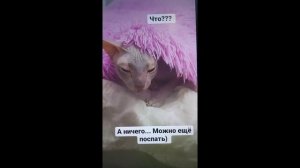 Сфинкс Анфиса всегда полусонная)
#сфинкс#развлечения#домашниепитомцы#животныеиприрода#сонкошки