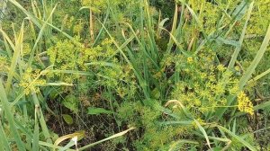 Выкапываю чеснок 🧄мой совет🧄мой Эсперемент 🥦