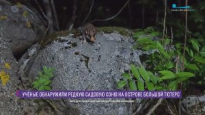 Садовая соня с острова Большой Тютерс: удивительная находка экспедиции Молодёжного центра РГО