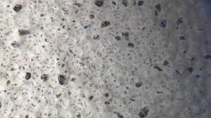 Брага на фруктозе.