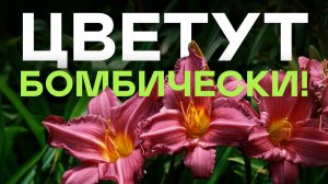 Эти Шикарные Многолетники Вырастить Легче Легкого! Просто Посмотрите!