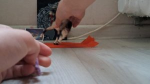 как зделать лёгкий недоуздок