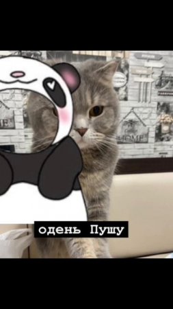 Одень кота