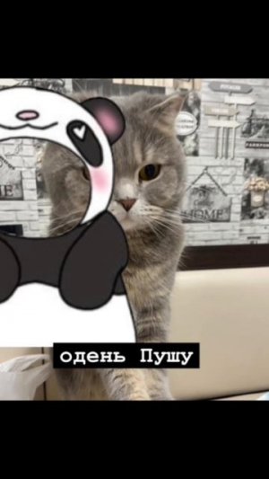Одень кота