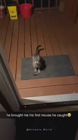 Приколюхи с кошаками 🥰😂