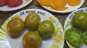 Томат Малахитовая шкатулка для получения раннего урожая в теплице. Дегустация 2025 года.