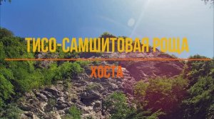 Тисо-самшитовая роща в Хосте. Реликтовый лес на восточном склоне горы Ахун.