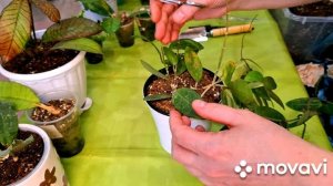 КОМНАТНЫЕ РАСТЕНИЯ(ЦВЕТЫ).ЗАНИМАЮСЬ ХОЙЯМИ.