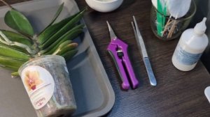 Пересадка орхидей из второй посылки из ОрхоРай 1часть