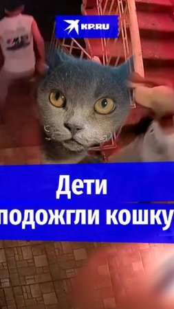 «Они ухмылялись»: дети подожгли кошку в подъезде Махачкалы и попали в полицию