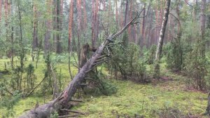 Прогулка по волшебному лесу