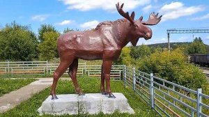 Лоси на станции Саранинский Завод