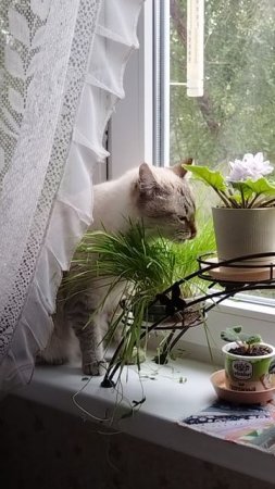 "Да не ела я твои цветочки! Видишь, только травку ем".