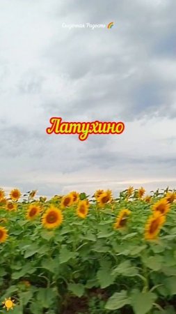 Солнечное настроение в поле подсолнухов июль 2025 год .