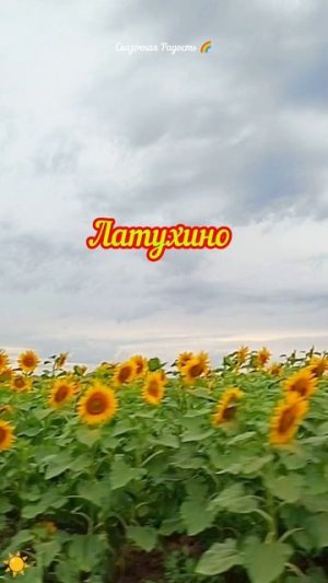 Солнечное настроение в поле подсолнухов июль 2025 год .