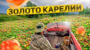 ЯГОДНЫЙ СЕЗОН. ДЕНЬГИ ИЗ ЛЕСА. ЗАРАБОТОК НА ЯГОДАХ. СБОР МОРОШКИ ДЛЯ ЗРИТЕЛЕЙ.