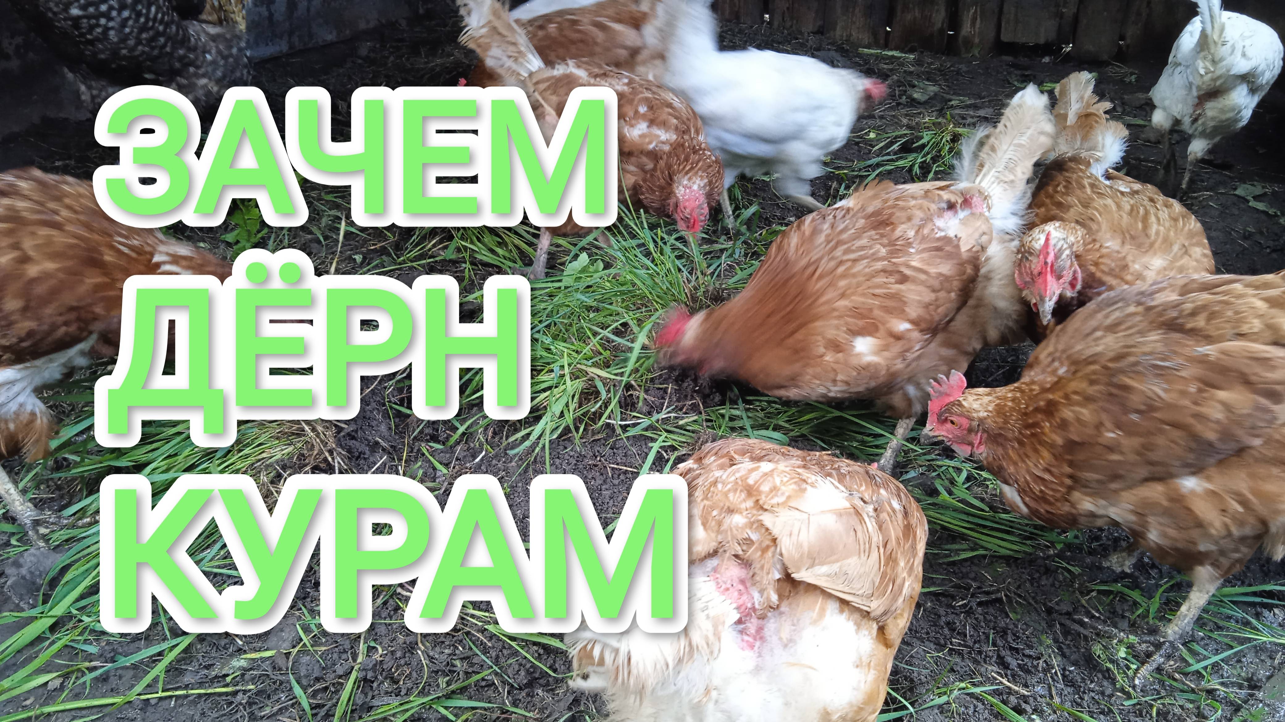 Зачем давать курам-несушкам дерн