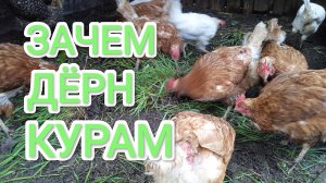 Зачем давать курам-несушкам дерн