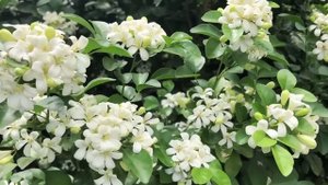 ФУТАЖ Цветы