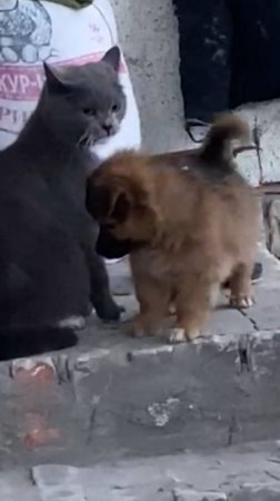 КОТ&ПЁС