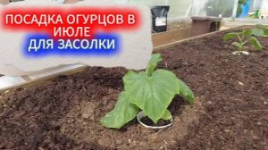 ПОСАДКА ОГУРЦОВ В ИЮЛЕ - УРОЖАЙ ДЛЯ  СОЛЕНИЙ! ПИТАТЕЛЬНАЯ ДОБАВКА В ПОЧВУ ДЛЯ БЫСТРОГО РОСТА