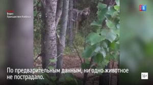 Встреча собак и волка в промзоне Ноябрьска