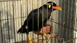 ПТИЧКИ ТОЖЕ УМЕЮТ РАЗГОВАРИВАТЬ ПО ЛЮДСКИ