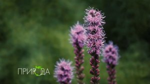 Лиатрис колосистая Liatris spicata
