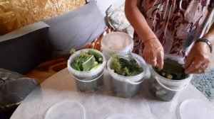 ЖИЗНЬ в Деревне . Огурцы в пластмассовых ведрах на зиму , горячим посолом , эксперимент